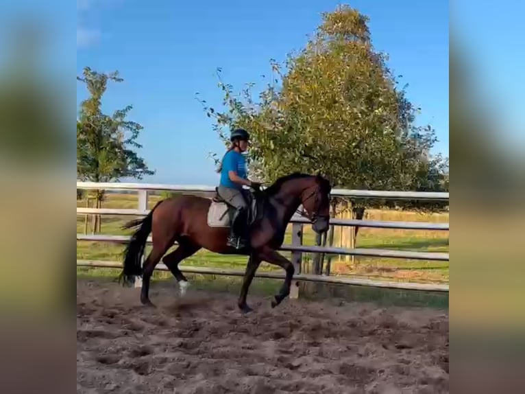 Hannoveraan Merrie 4 Jaar 173 cm Donkerbruin in Verden (Aller)