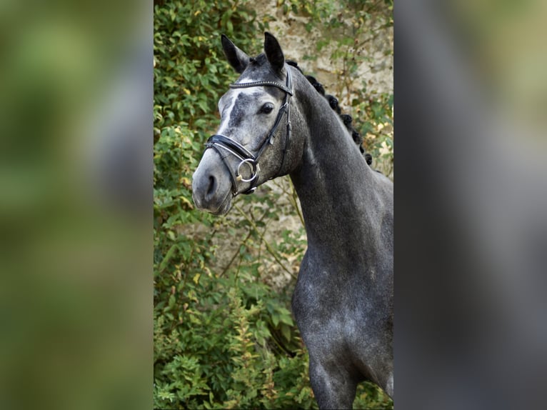 Hannoveraan Merrie 4 Jaar 173 cm Schimmel in Rosdorf