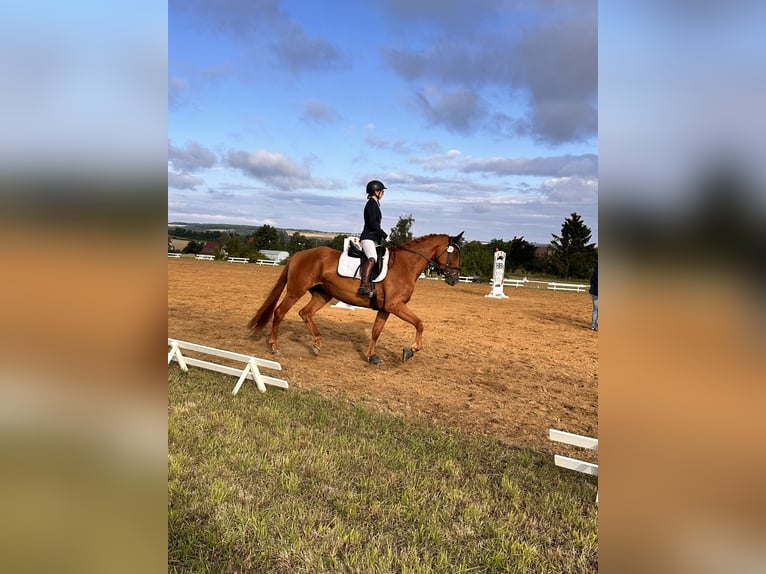 Hannoveraan Merrie 4 Jaar 173 cm Vos in Leipzig