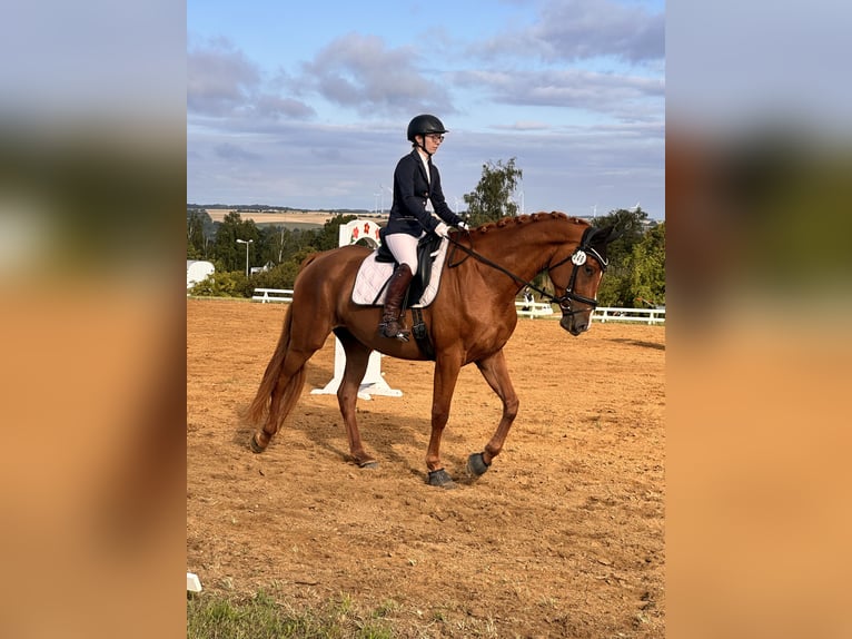 Hannoveraan Merrie 4 Jaar 173 cm Vos in Leipzig