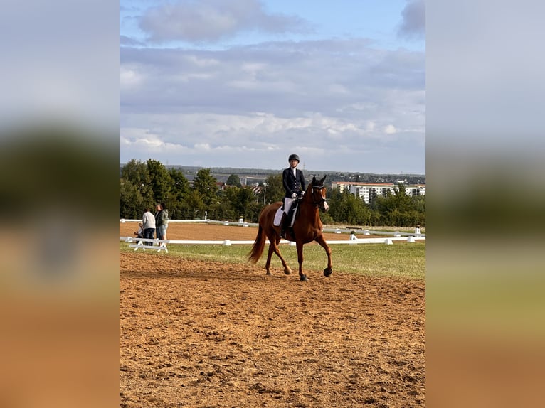 Hannoveraan Merrie 4 Jaar 173 cm Vos in Leipzig