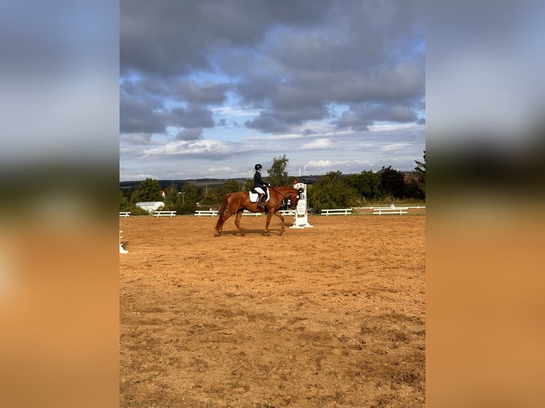 Hannoveraan Merrie 4 Jaar 173 cm Vos in Leipzig