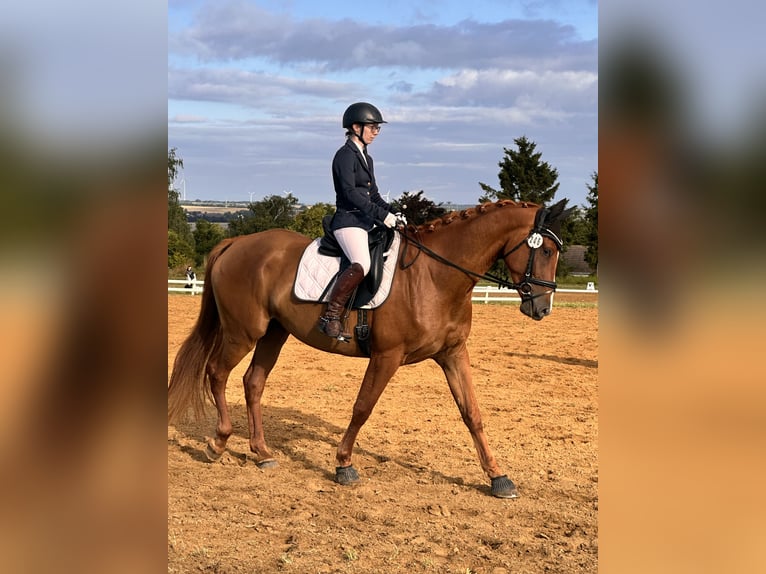 Hannoveraan Merrie 4 Jaar 173 cm Vos in Leipzig
