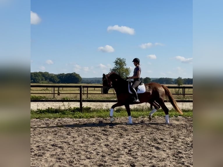 Hannoveraan Merrie 4 Jaar 173 cm Vos in Hohnstorf (Elbe)