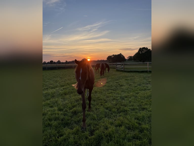 Hannoveraan Merrie 4 Jaar 173 cm Vos in Schashagen