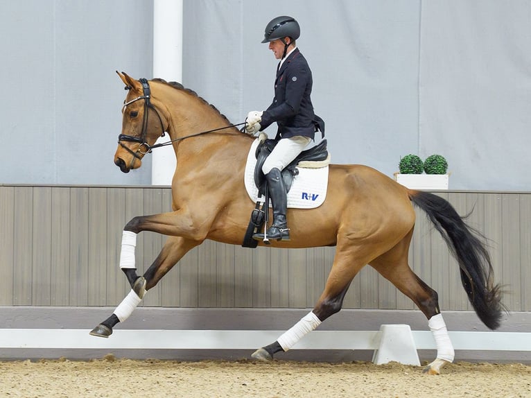 Hannoveraan Merrie 4 Jaar 174 cm Bruin in M&#xFC;nster-Handorf