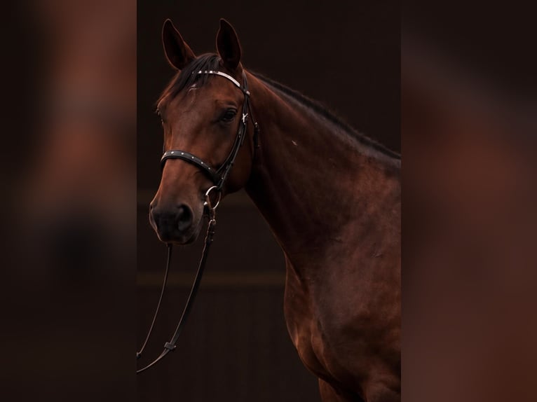 Hannoveraan Merrie 4 Jaar 174 cm Bruin in Chorin
