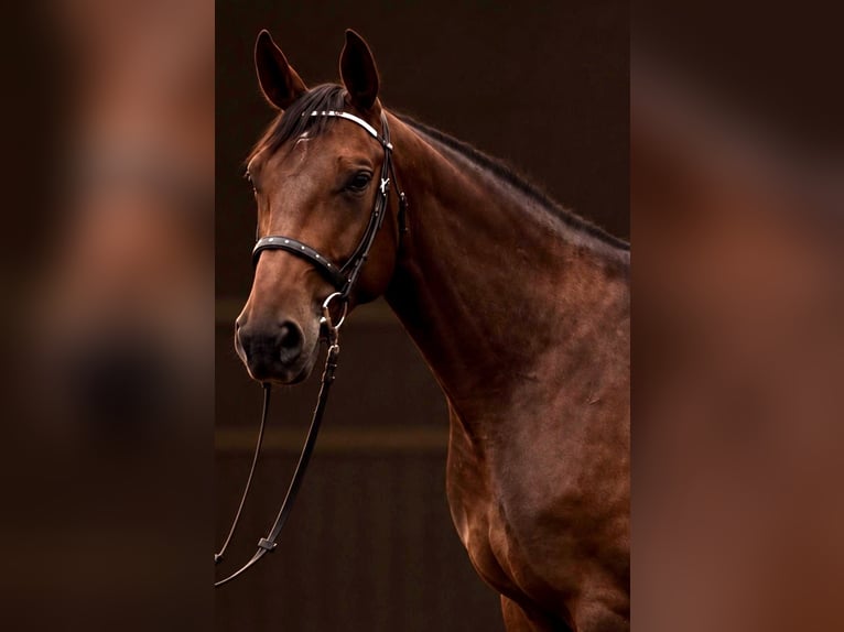 Hannoveraan Merrie 4 Jaar 174 cm Bruin in Chorin