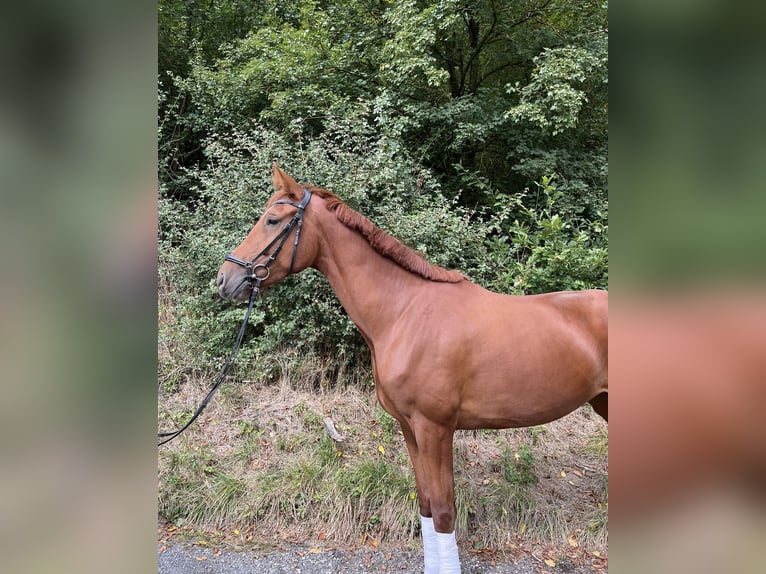 Hannoveraan Merrie 4 Jaar 174 cm Donkere-vos in Herborn