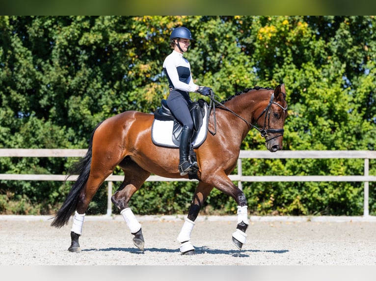 Hannoveraan Merrie 4 Jaar 174 cm Roodbruin in Hardinxveld - Giessendam