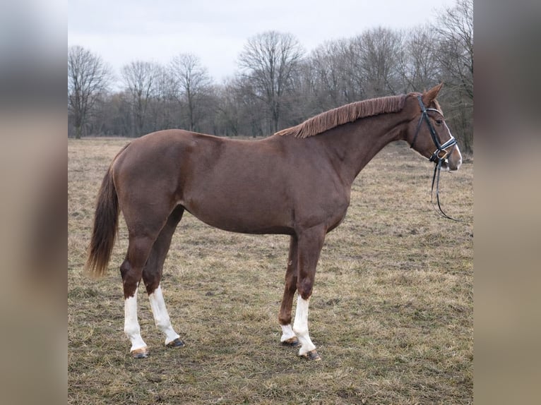Hannoveraan Merrie 4 Jaar 175 cm Donkere-vos in Hanerau-Hademarschen