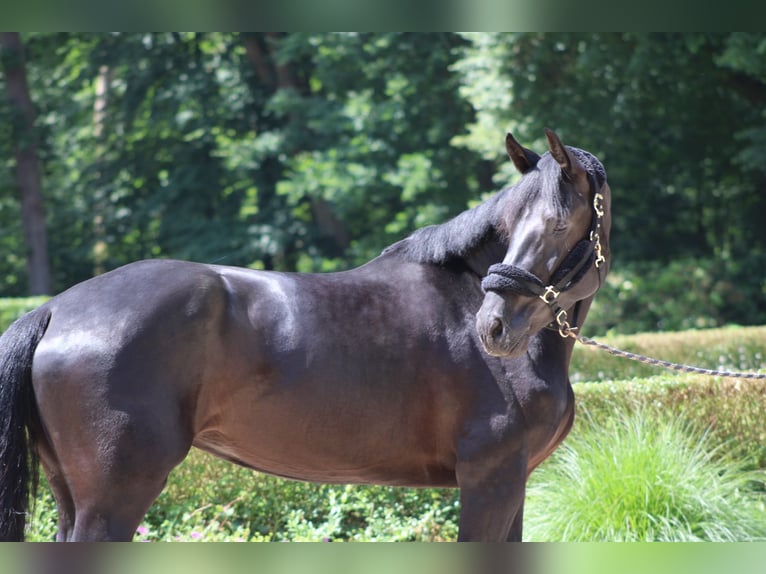 Hannoveraan Merrie 4 Jaar 175 cm Zwartbruin in Darmstadt