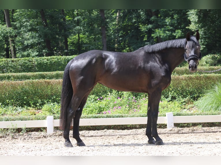 Hannoveraan Merrie 4 Jaar 175 cm Zwartbruin in Darmstadt