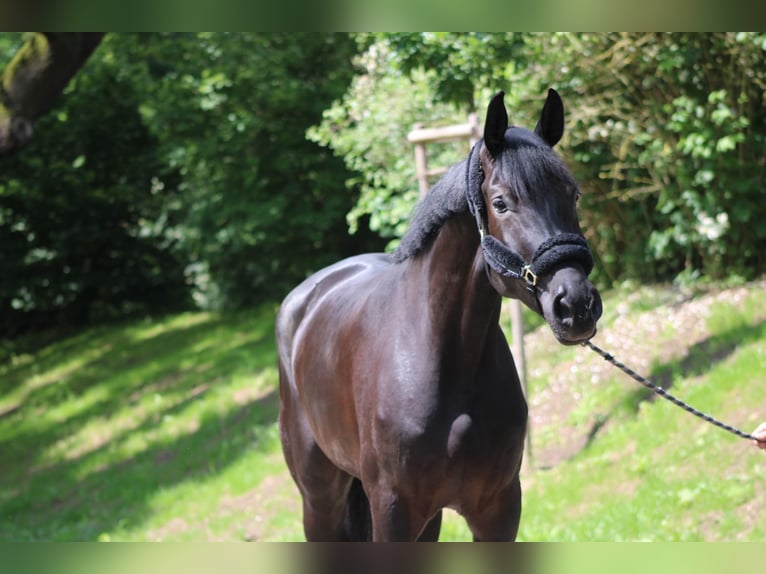 Hannoveraan Merrie 4 Jaar 175 cm Zwartbruin in Darmstadt