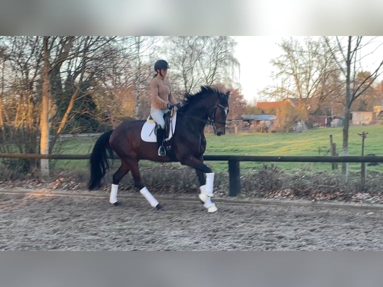 Hannoveraan Merrie 4 Jaar 176 cm Donkerbruin in Gro&#xDF;moor