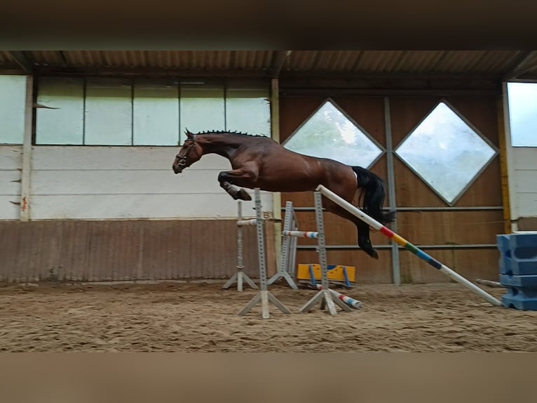 Hannoveraan Merrie 4 Jaar 176 cm Donkerbruin in Braunschweig