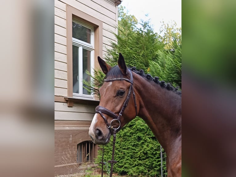 Hannoveraan Merrie 4 Jaar 176 cm Donkerbruin in Braunschweig