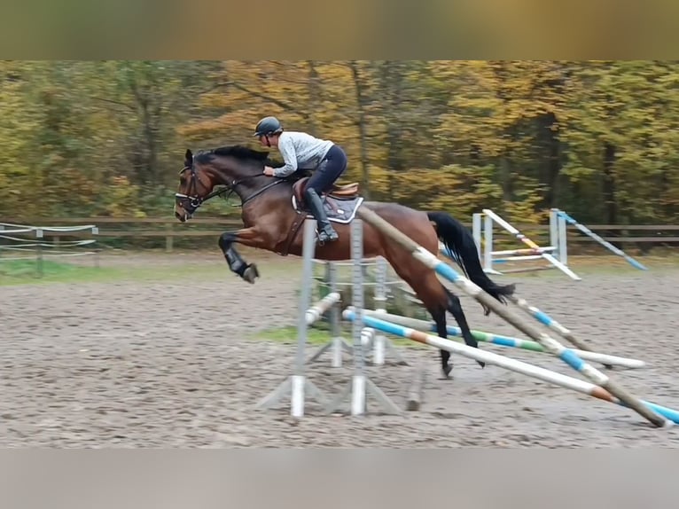 Hannoveraan Merrie 4 Jaar 176 cm Donkerbruin in Braunschweig