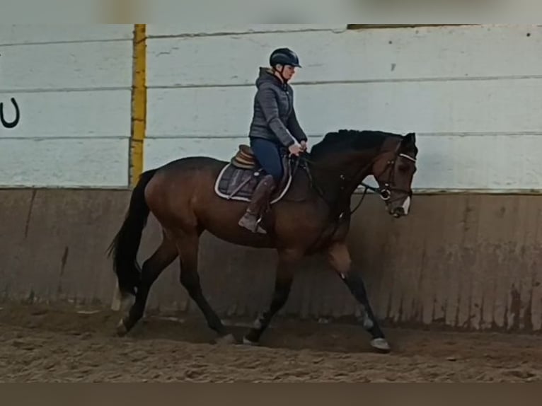 Hannoveraan Merrie 4 Jaar 176 cm Donkerbruin in Braunschweig