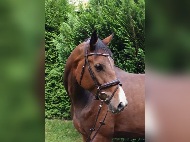 Hannoveraan Merrie 4 Jaar 176 cm Donkerbruin in Braunschweig