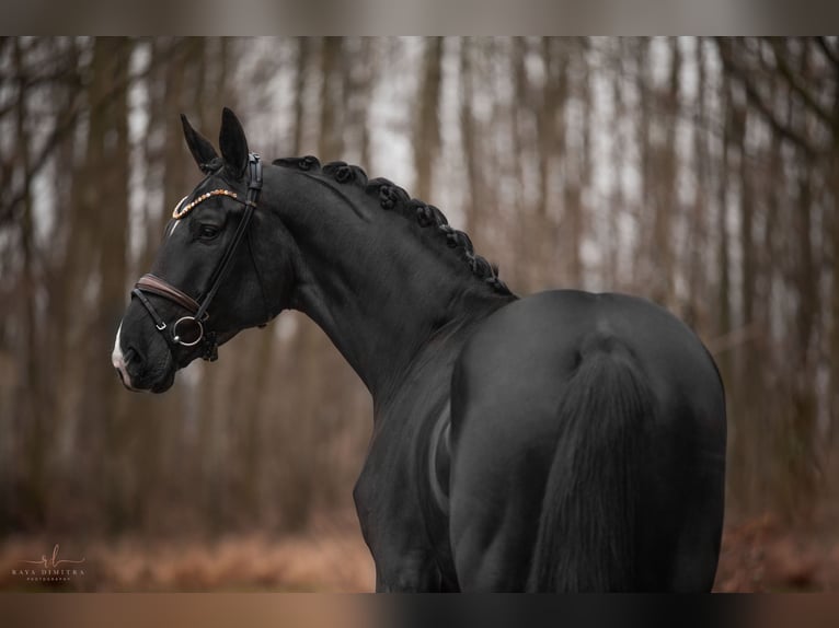 Hannoveraan Merrie 4 Jaar 176 cm Zwart in Wehringen