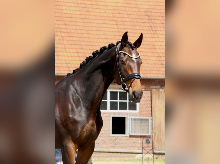 Hannoveraan Merrie 4 Jaar 177 cm Bruin in Nottuln