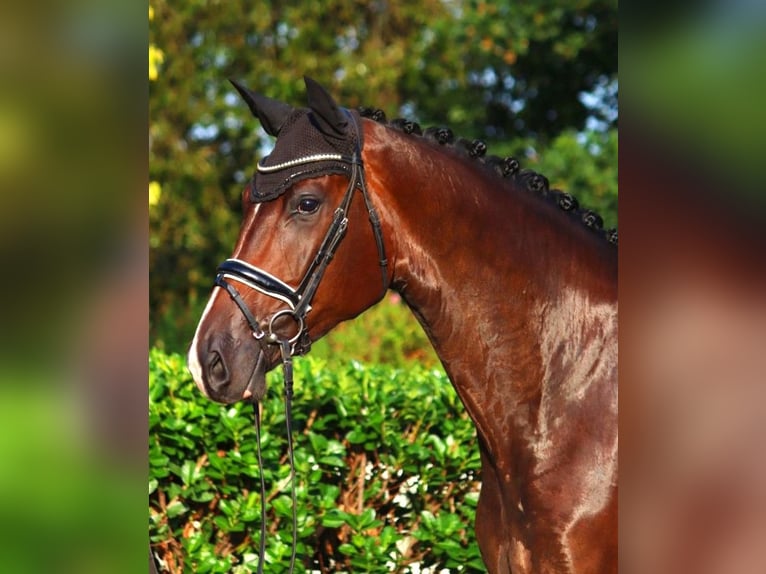 Hannoveraan Merrie 4 Jaar 178 cm Bruin in Selsingen