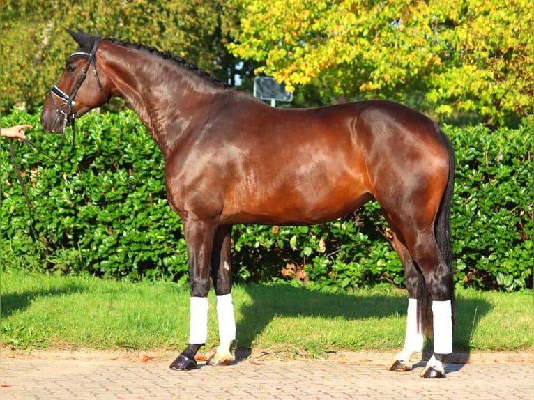 Hannoveraan Merrie 4 Jaar 178 cm Bruin in Selsingen