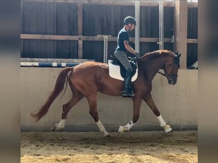 Hannoveraan Merrie 4 Jaar 178 cm Donkere-vos in Kandern