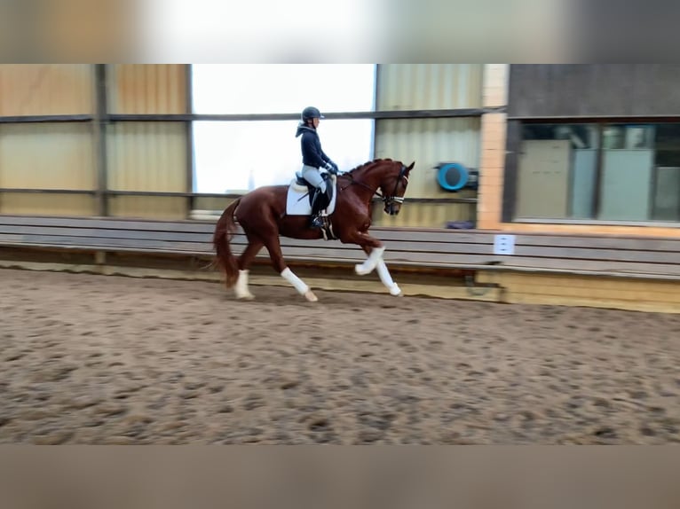 Hannoveraan Merrie 4 Jaar 178 cm Vos in Burgdorf