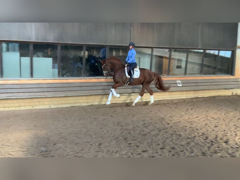 Hannoveraan Merrie 4 Jaar 178 cm Vos in Burgdorf