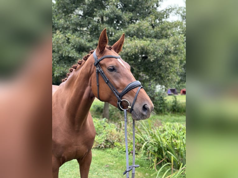 Hannoveraan Merrie 4 Jaar 178 cm Vos in Mechtersen