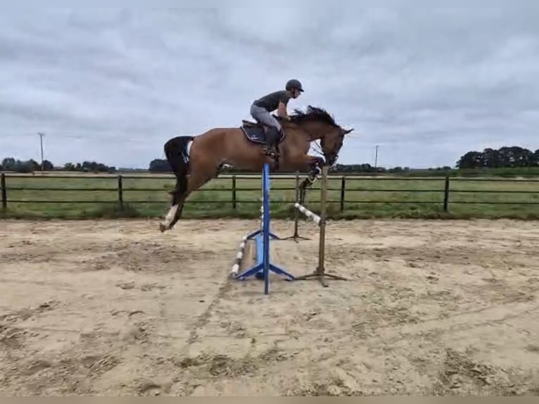 Hannoveraan Merrie 4 Jaar 179 cm Bruin in Hamminkeln
