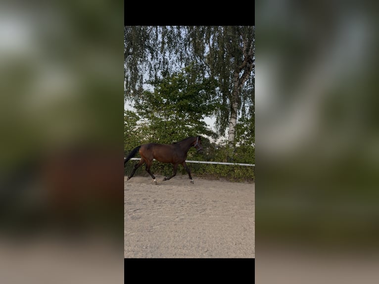 Hannoveraan Merrie 4 Jaar 180 cm Bruin in Rimbach