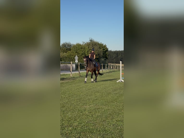 Hannoveraan Merrie 4 Jaar 180 cm Bruin in Rimbach