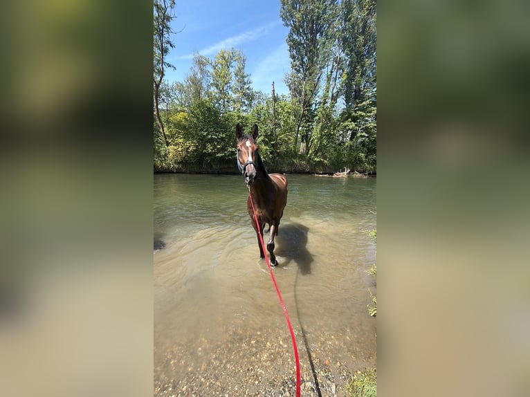 Hannoveraan Merrie 4 Jaar 180 cm Bruin in Rimbach