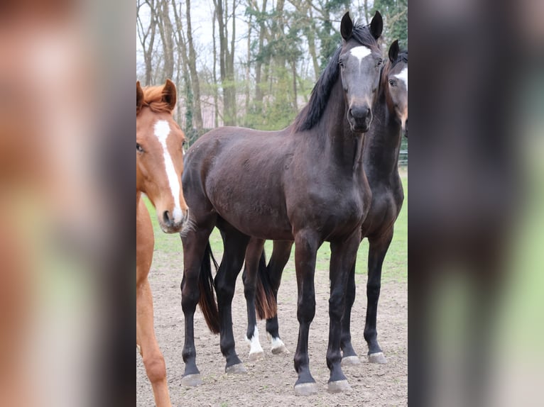 Hannoveraan Merrie 4 Jaar 180 cm Donkerbruin in Nienburg (Weser) Holtorf