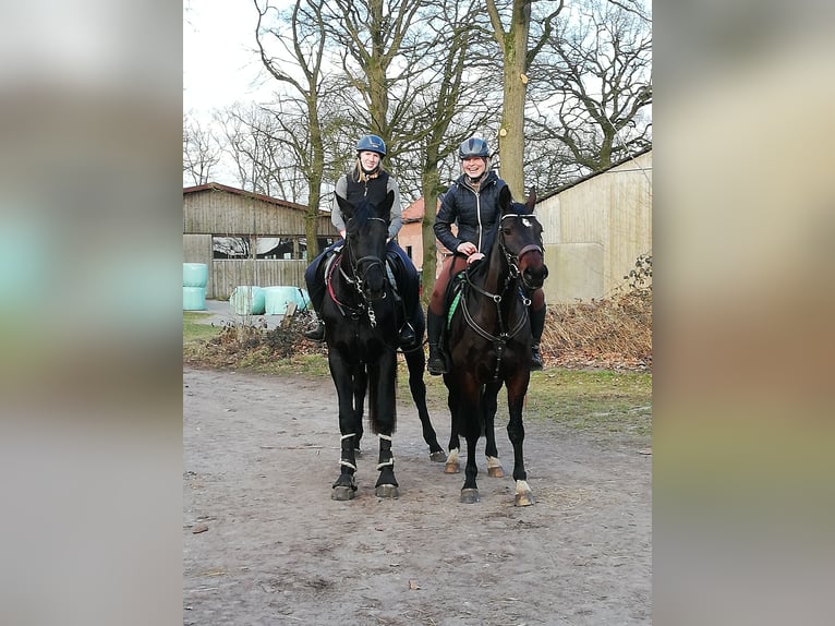 Hannoveraan Merrie 4 Jaar 180 cm Zwart in Soltau