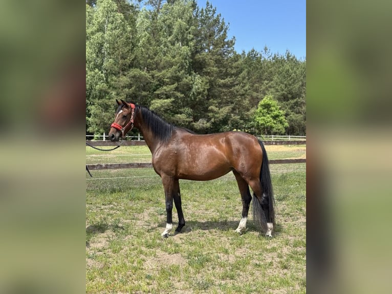 Hannoveraan Merrie 4 Jaar Bruin in Jedwabno