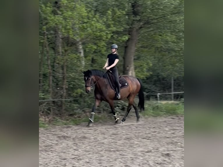 Hannoveraan Merrie 4 Jaar Bruin in OstercappelnOstercappeln