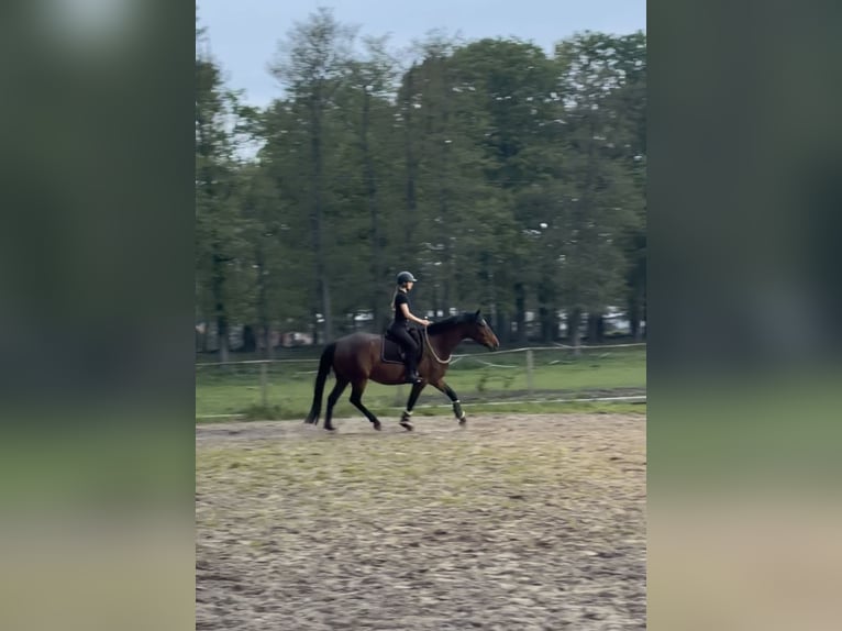 Hannoveraan Merrie 4 Jaar Bruin in OstercappelnOstercappeln