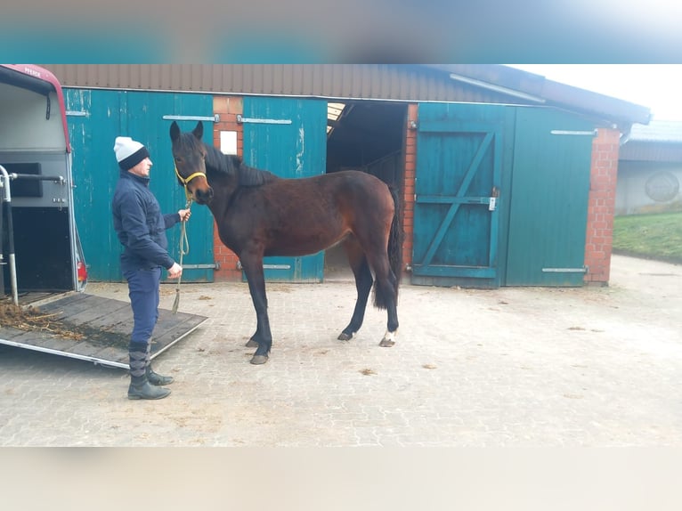 Hannoveraan Merrie 4 Jaar Bruin in Emstek