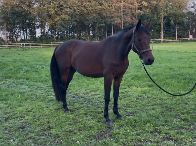 Hannoveraan Merrie 4 Jaar Bruin in Emstek