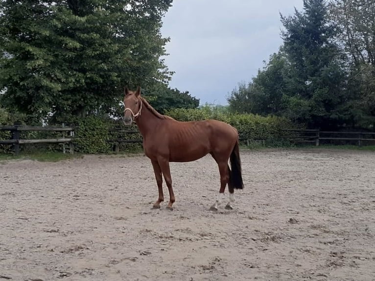 Hannoveraan Merrie 4 Jaar Vos in Nettersheim