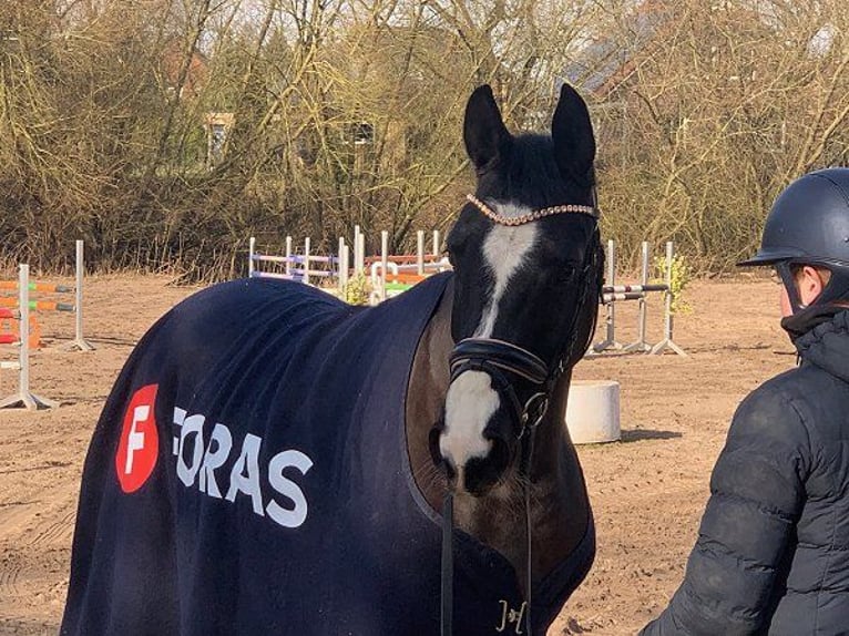 Hannoveraan Merrie 4 Jaar Zwart in Verden (Aller)