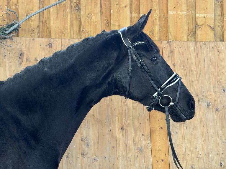 Hannoveraan Merrie 4 Jaar Zwart in Riedlingen