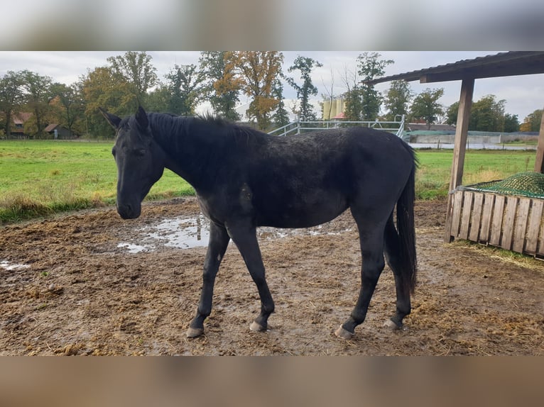 Hannoveraan Merrie 4 Jaar Zwart in Wedemark