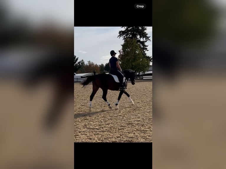 Hannoveraan Mix Merrie 5 Jaar 152 cm Roodbruin in Halbstadt