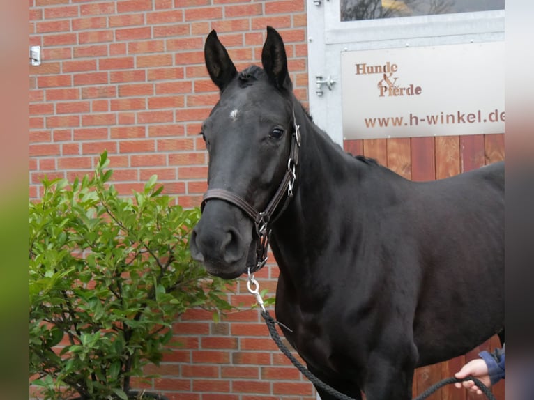 Hannoveraan Merrie 5 Jaar 153 cm Zwart in Dorsten