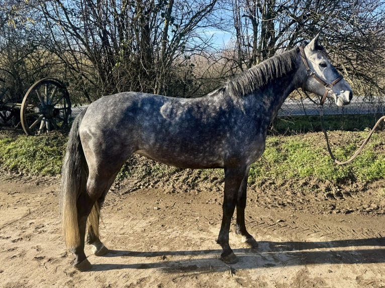 Hannoveraan Merrie 5 Jaar 155 cm Appelschimmel in Grevenbroich